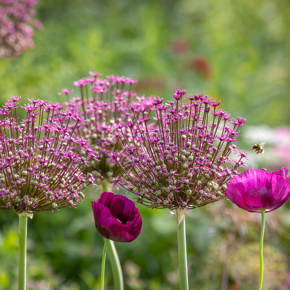 Sarah Raven Allium schubertii Magic Blumenzwiebeln 3 Stück