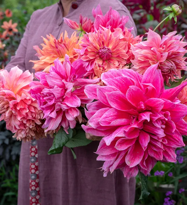 Sarah Raven Rajasthan Dahlien Kollektion 5 Knollen großblütig