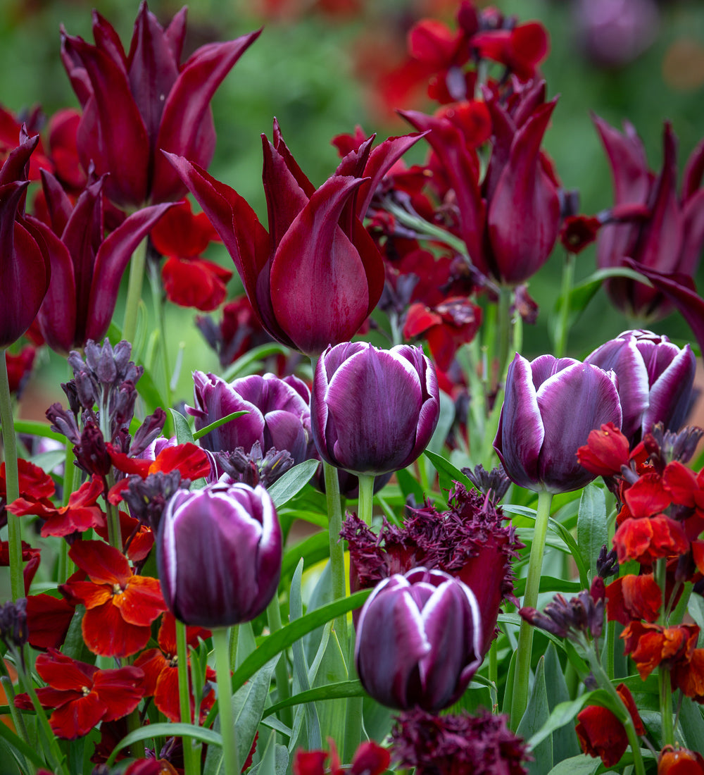 Sarah Raven Bulbs Silk Velvet Tulip Collection Blumenzwiebeln 30 Stück dunkel