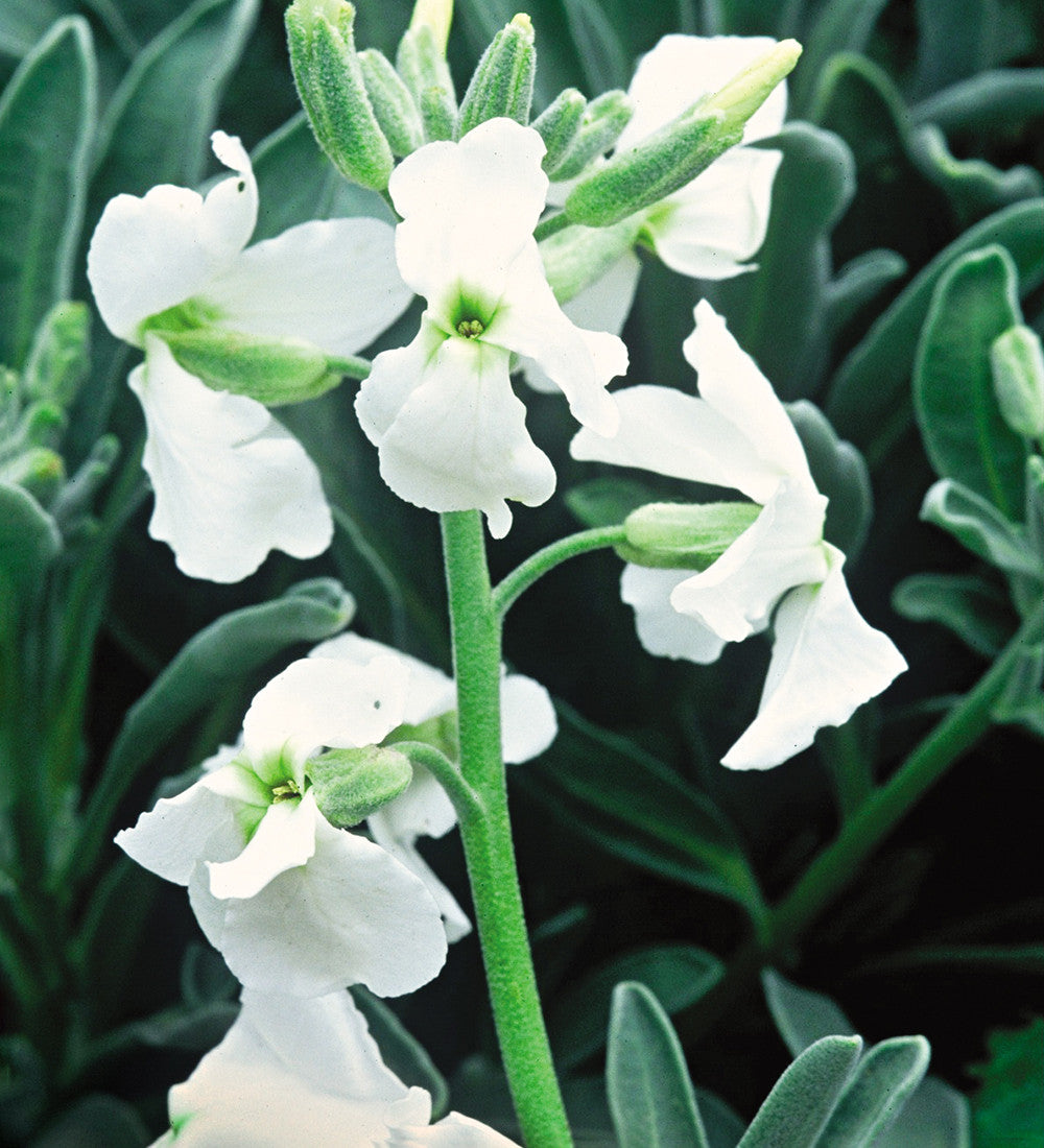 Sarah Raven Plants Matthiola Pillow Talk Levkoje 3x9cm duftend