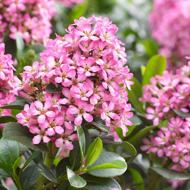 Sarah Raven Plants Escallonia Pink Elle Strauch 2 Liter Topf