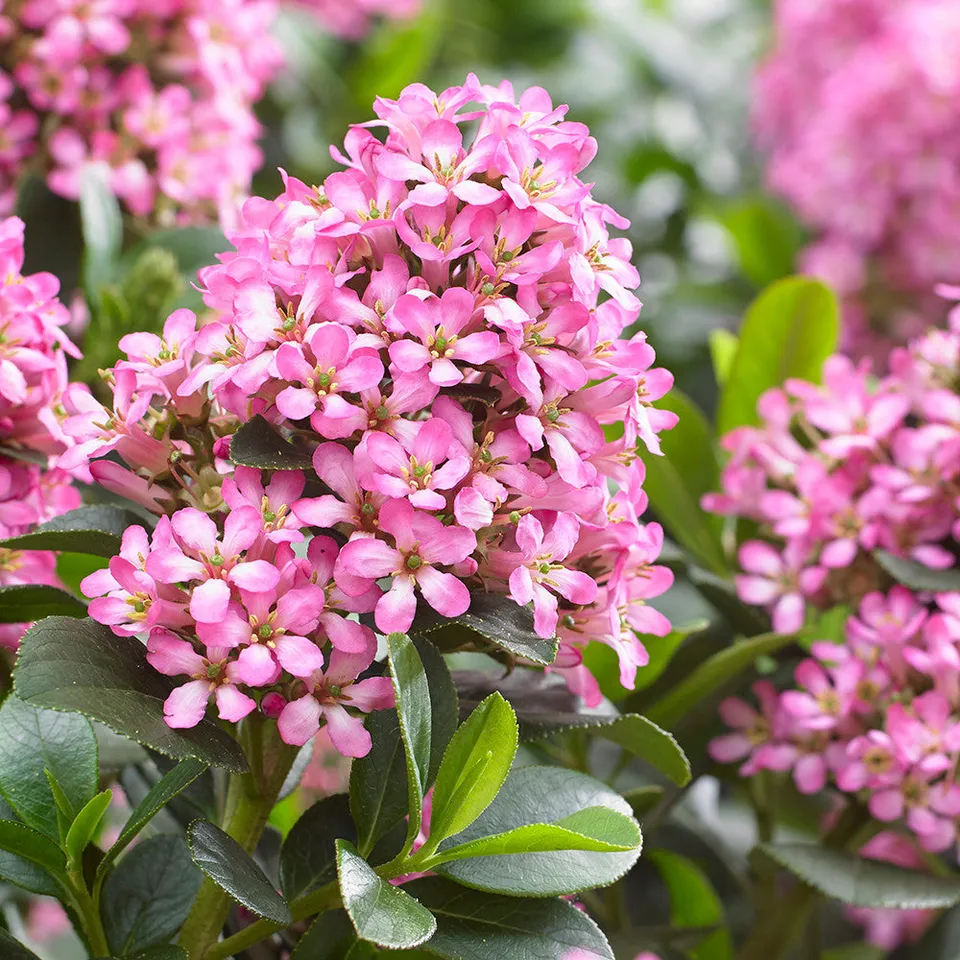 Sarah Raven Plants Escallonia Pink Elle Strauch 2 Liter Topf