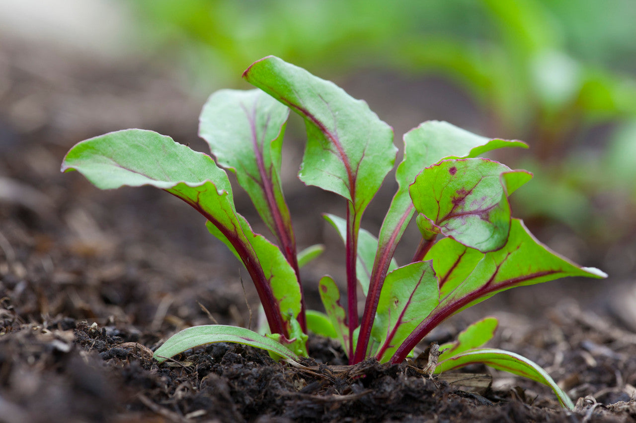 Sarah Raven Seeds Rote Bete Boltardy Saatgut 250 Samen schossfest