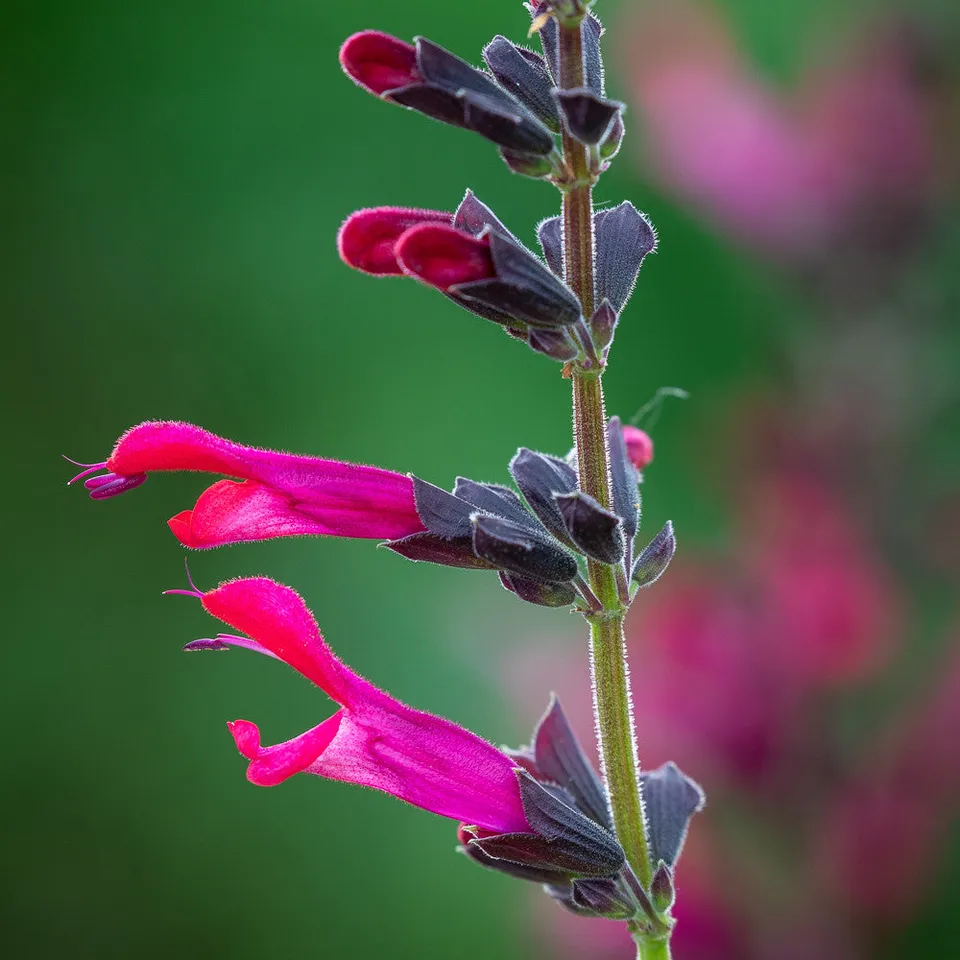 Sarah Raven Plants Salvia Amante Pflanze 3x9cm samtrot langblühend