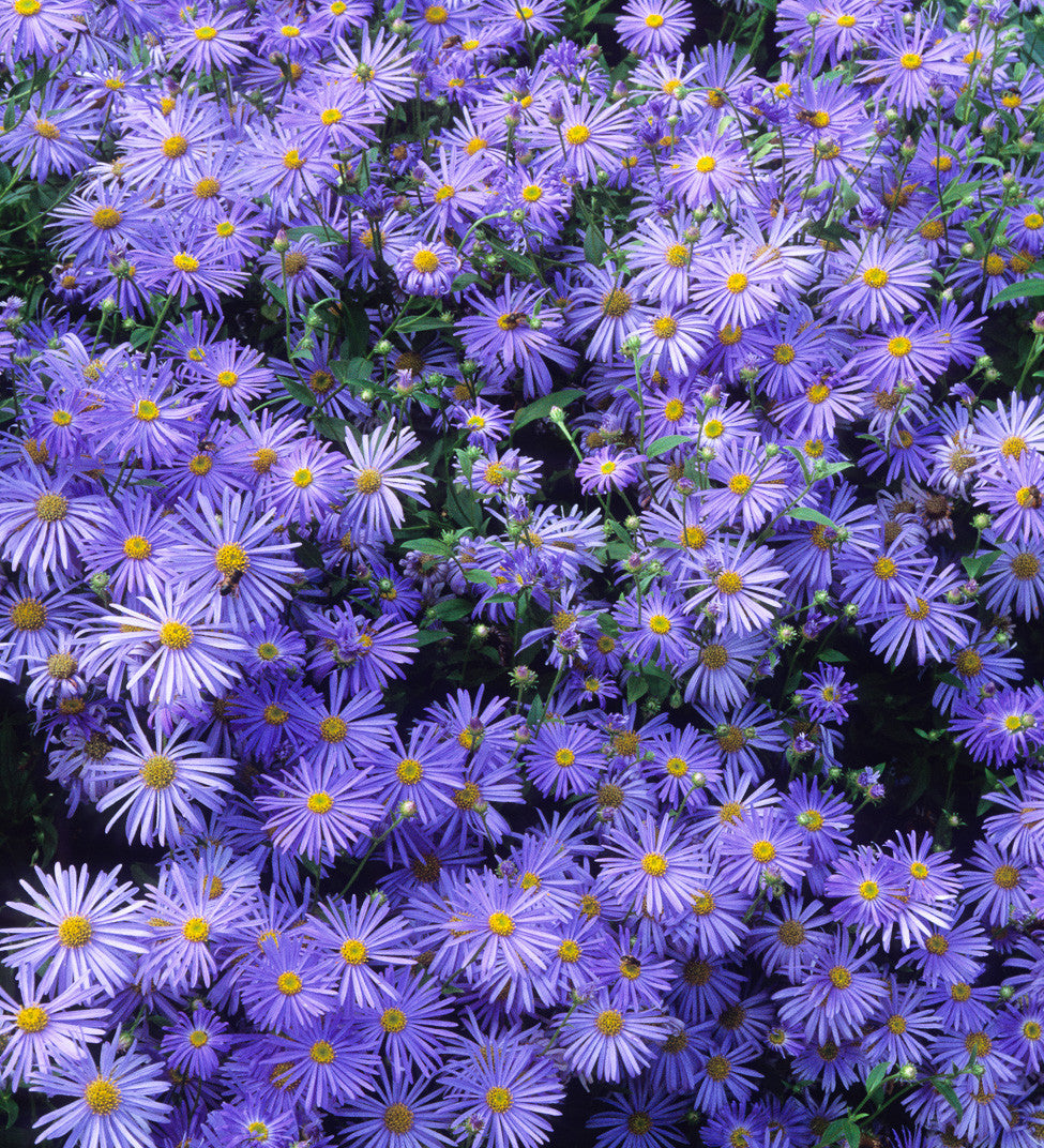 Sarah Raven Aster Mönch Pflanze 3x 9cm blau langblühend