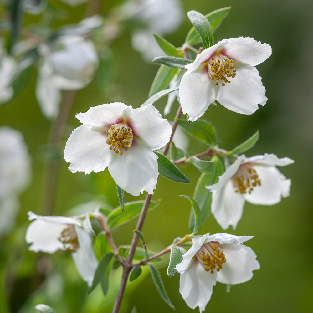Sarah Raven Plants Philadelphus Sweet Clare Strauch 2 Liter Topf Duft