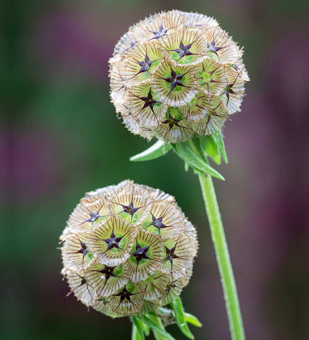 Sarah Raven Seeds Scabiosa Sternkugel Blumensamen 50 Trockenblume