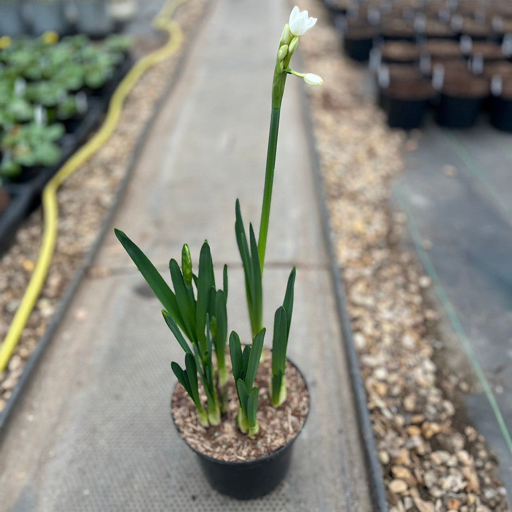 Sarah Raven Bulbs Narcissus Ziva Narzissen 15 Zwiebeln weiß duftend