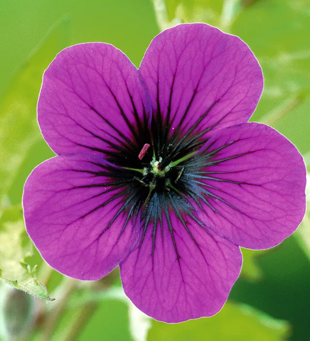 Sarah Raven Plants Geranium Ann Folkard Staude 3x9cm magenta
