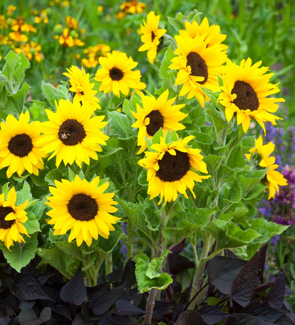 Sarah Raven Seeds Helianthus Micro Sun Sonnenblumen 8 Topf