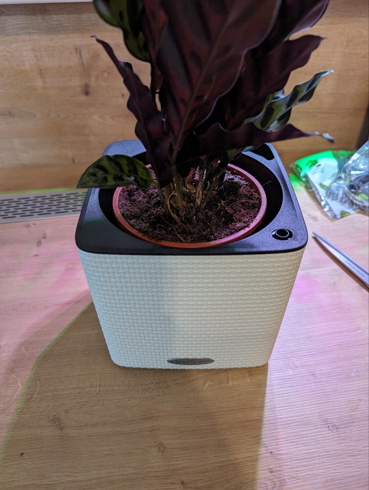 Lechuza Cube Color 16 Pflanzgefäß Schiefergrau mit Bewässerung