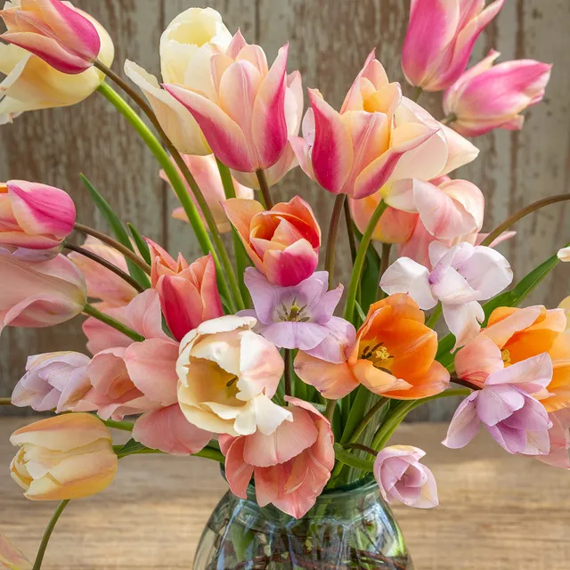 Sarah Raven Bulbs Shells Beach Tulpenzwiebeln 25 Stk pastell