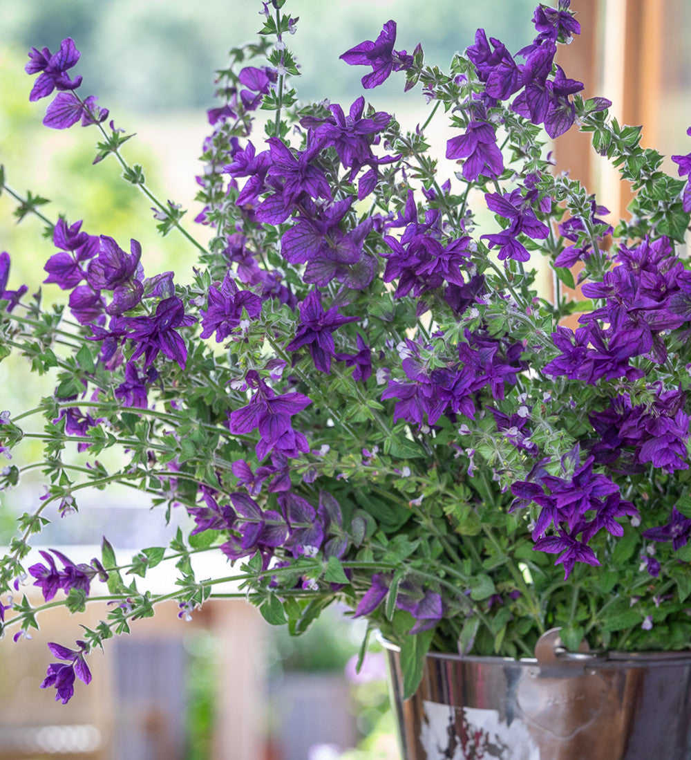 Sarah Raven Seeds Salvia Blue Monday Blumensamen 100 Samen