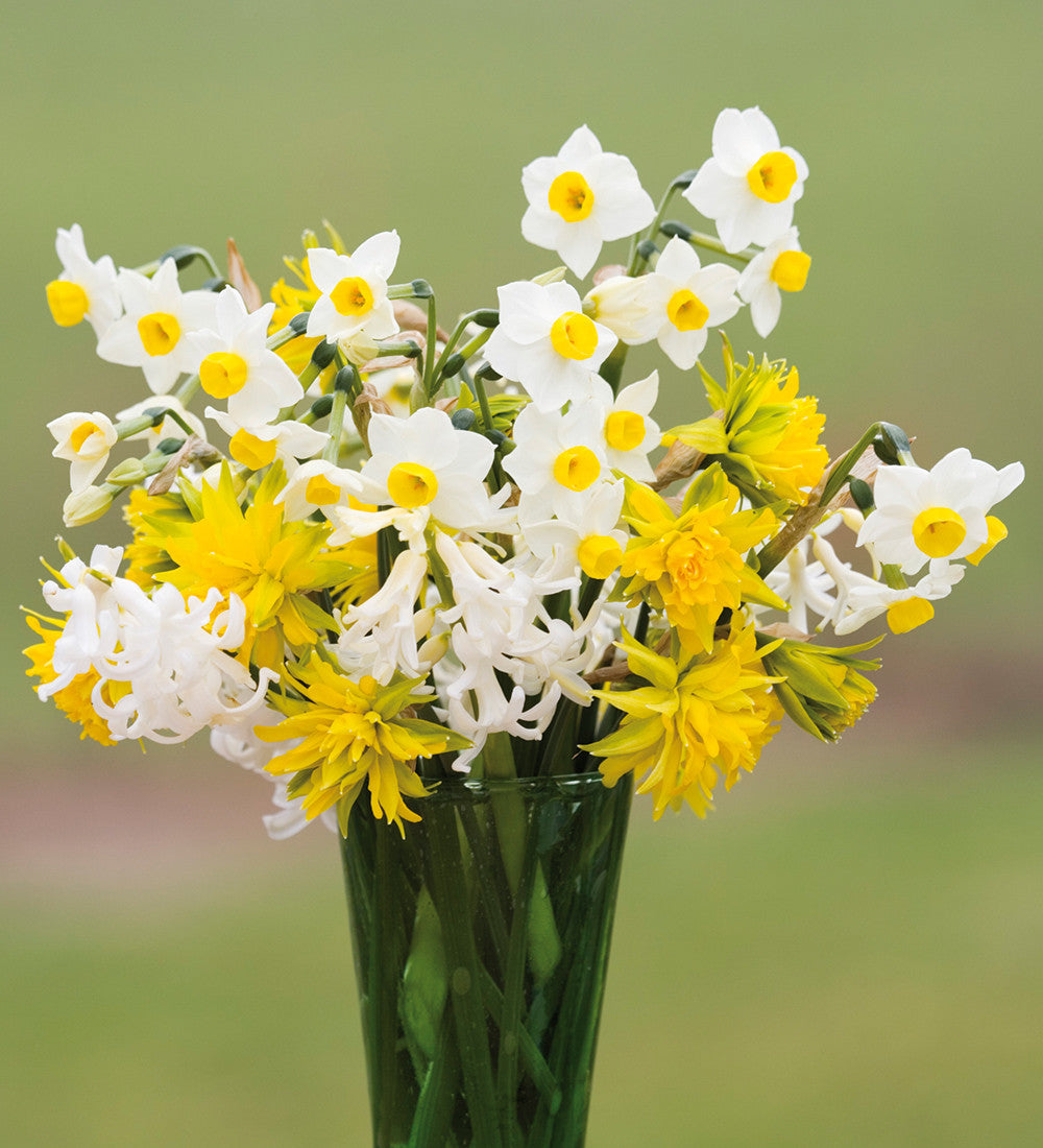 Sarah Raven Bulbs Narcissus Avalanche Blumenzwiebeln 15 Stück duftend