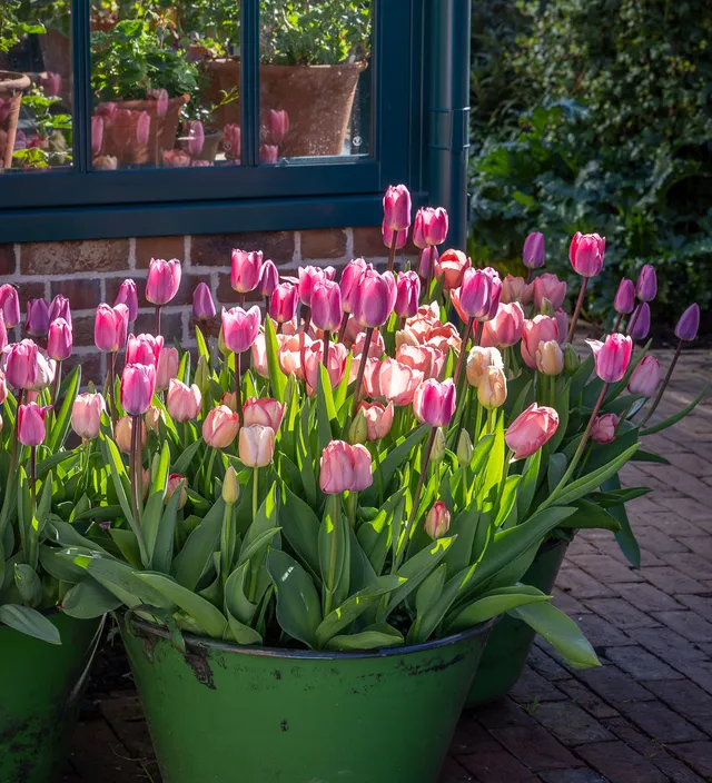 Sarah Raven Bulbs Sophisticated Pinks Tulpen Zwiebeln 40 Stück