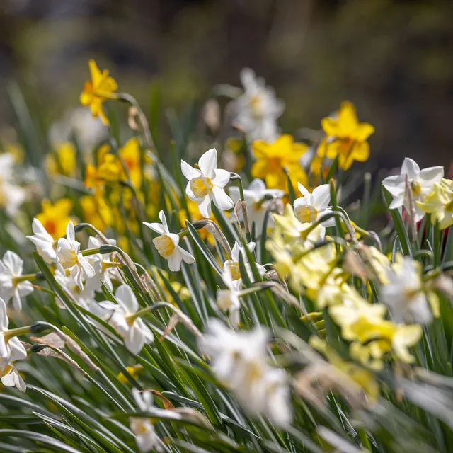 Sarah Raven Narcissus Duft-Narzissen 40 Blumenzwiebeln