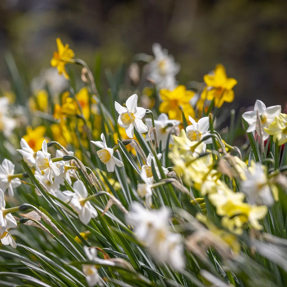Sarah Raven Narcissus Duft-Narzissen 40 Blumenzwiebeln