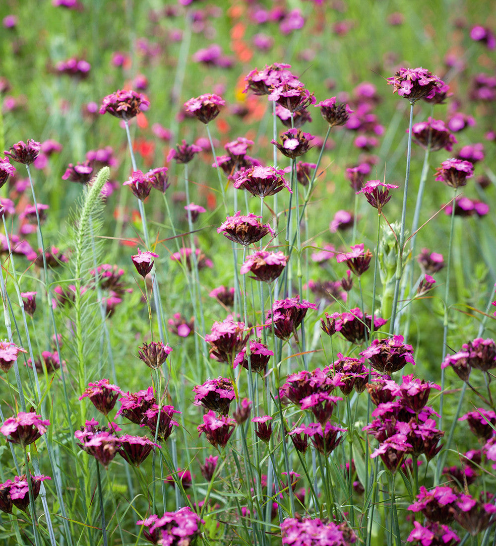 Sarah Raven Dianthus carthusianorum 3x 9cm Topf Nelke