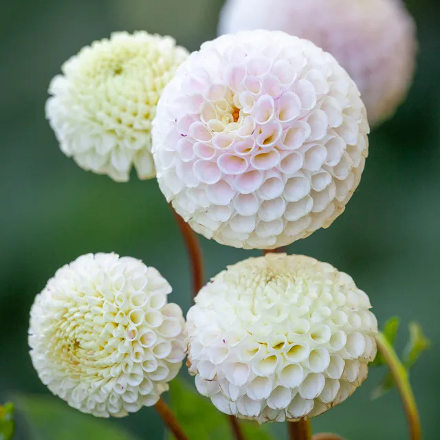 Sarah Raven Bulbs Dahlia Small World Dahlienknolle 1 Knolle weiß Buttonhole