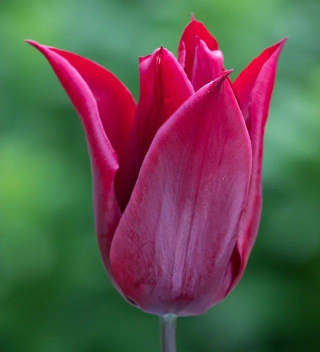 Sarah Raven Bulbs Tulpe Lasting Love Zwiebeln 10 Stück rot