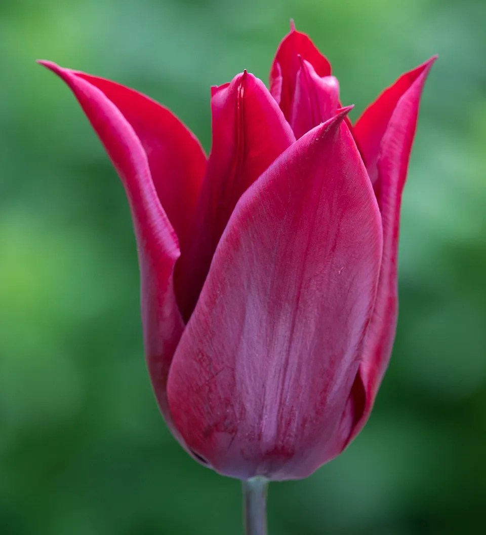 Sarah Raven Bulbs Tulpe Lasting Love Zwiebeln 10 Stück rot