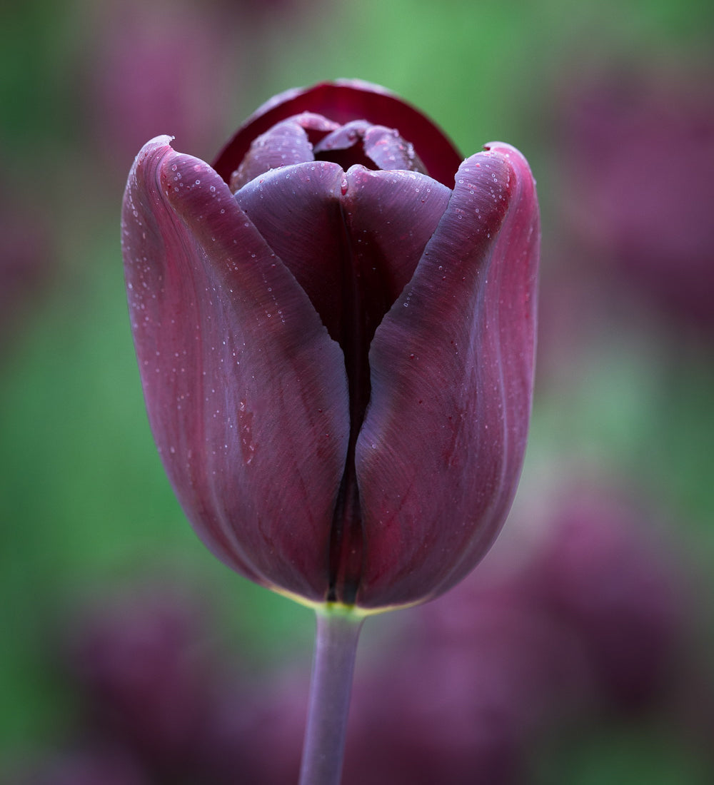 Sarah Raven Bulbs Tulip Continental Blumenzwiebeln 10 Stück schwarz