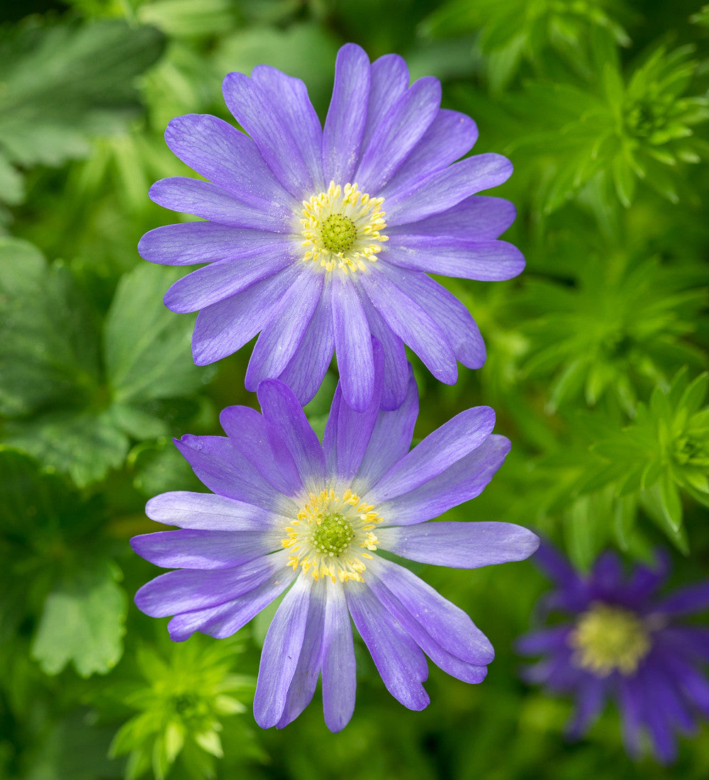 Sarah Raven Bulbs Anemone Blue Shades Blumenzwiebeln 20 Knollen