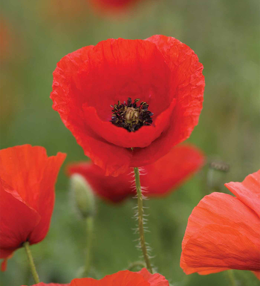 Sarah Raven Seeds Cottage Garden Mohn Samen 500 Mix