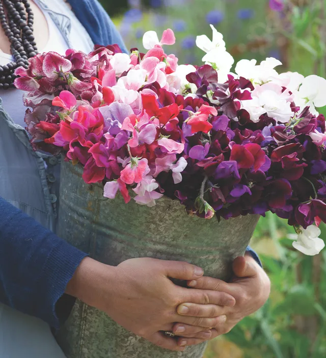 Sarah Raven Seeds Sweet Peas Blumensamen 6 Tüten Duft