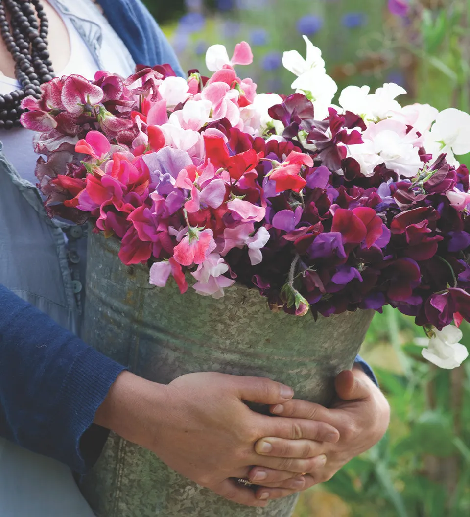 Sarah Raven Seeds Sweet Peas Blumensamen 6 Tüten Duft