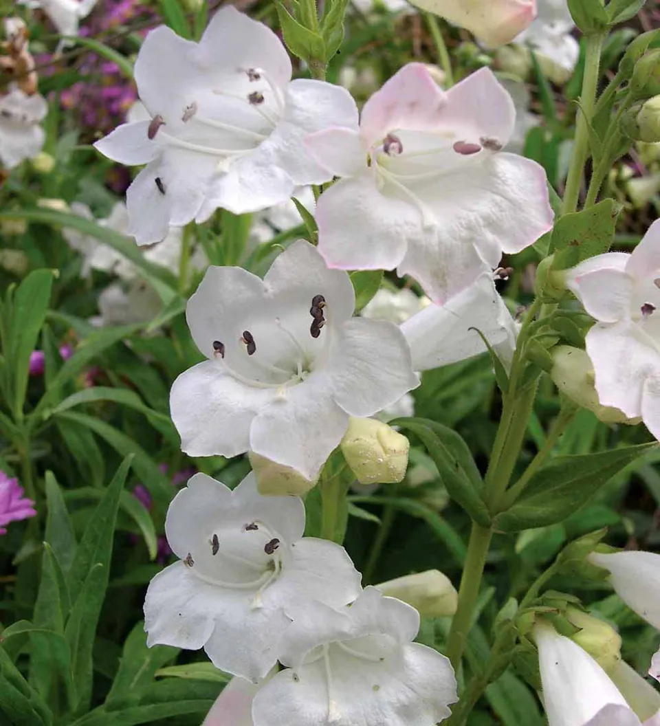 Sarah Raven Plants Penstemon 'Snowstorm' Bartfaden 3x 9cm Topf weiß