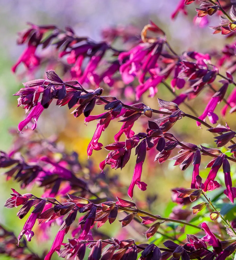 Sarah Raven Plants Salvia Love and Wishes Pflanze 3x 9cm Dauerblüher
