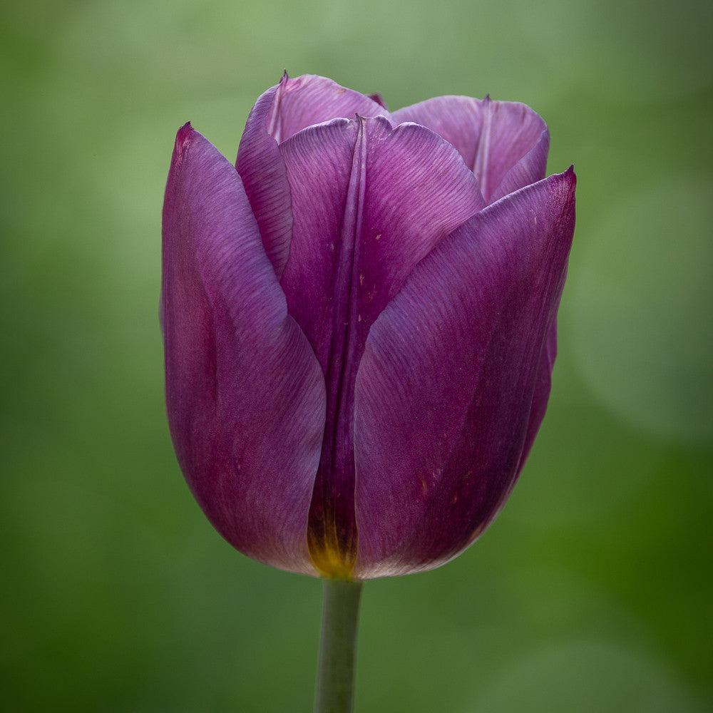 Sarah Raven Bulbs Mellow Tulip Blumenzwiebeln 25 Stück vintage