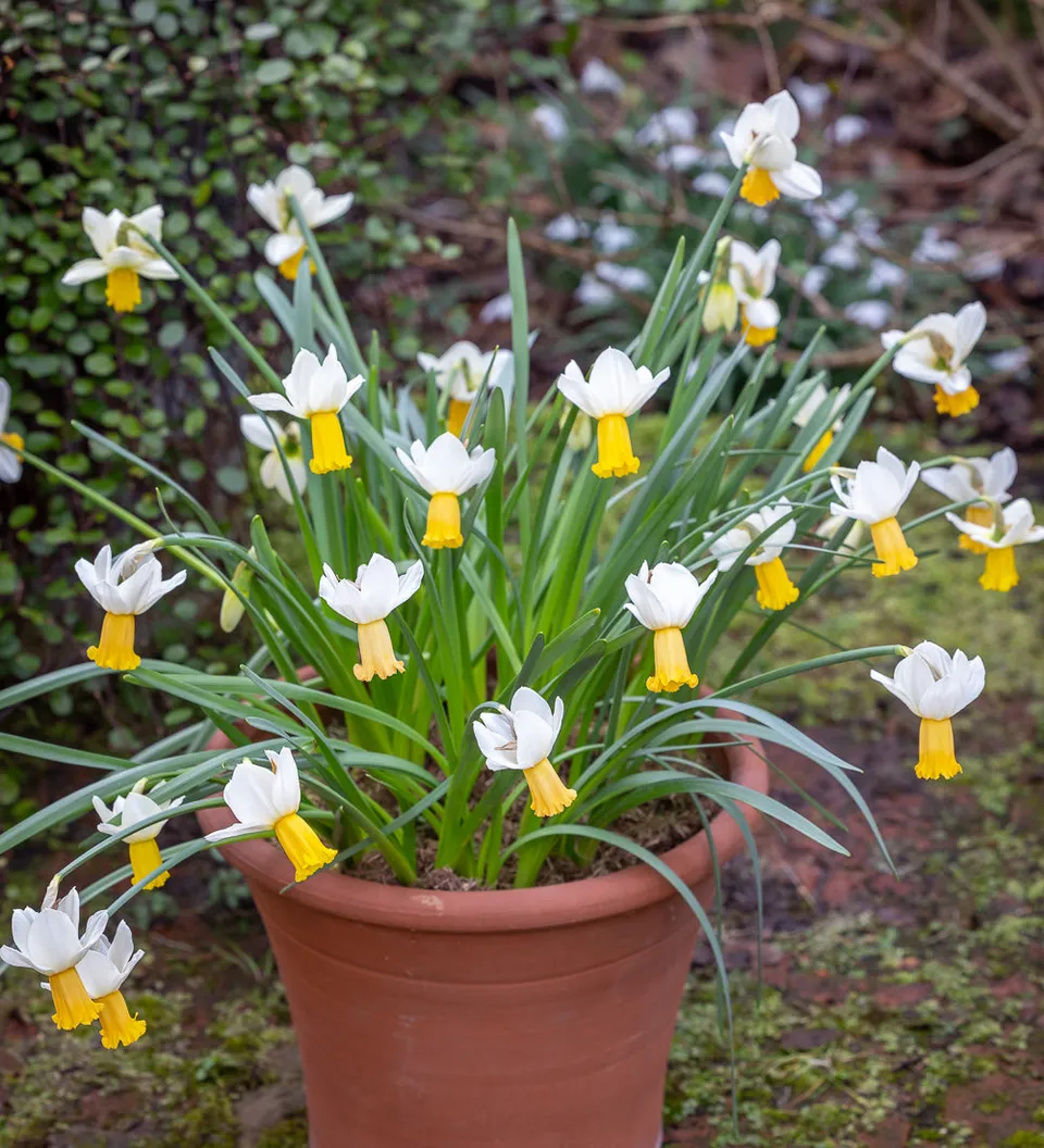 Sarah Raven Bulbs Narcissus Winter Waltz Blumenzwiebeln 15 Stück