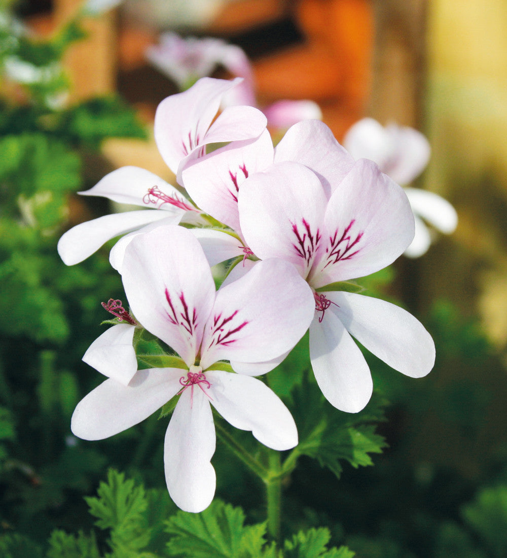 Sarah Raven Pelargonium Collection Geranien 6x 9cm Töpfe Duft