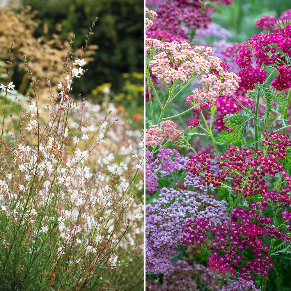 Sarah Raven Floral Meadow Border Stauden 6 x 9 cm rot-weiß