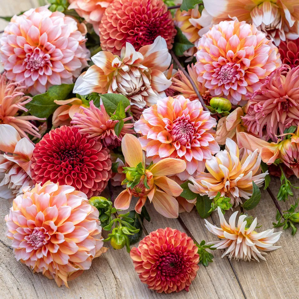 Sarah Raven Bulbs Peach Bellini Dahlia Blumenzwiebeln 4 Knollen pfirsich