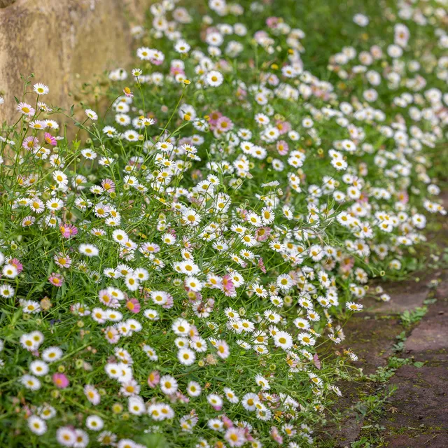 Sarah Raven Plants Erigeron Profusion Blume 100 Samen rosa-weiß