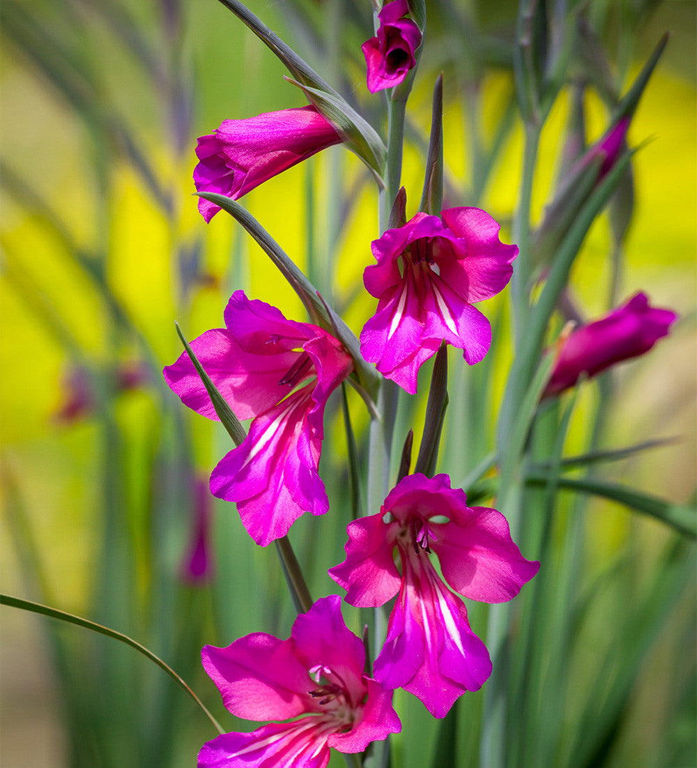 Sarah Raven Bulbs Gladiolus Byzantinus Knollen 20 Stück magenta