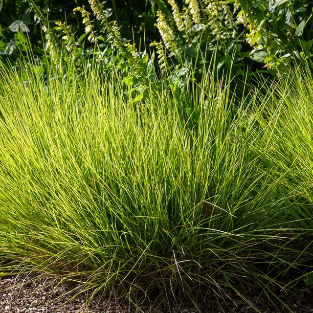 Sarah Raven Plants Sesleria autumnalis Ziergras 3x 9cm Topf
