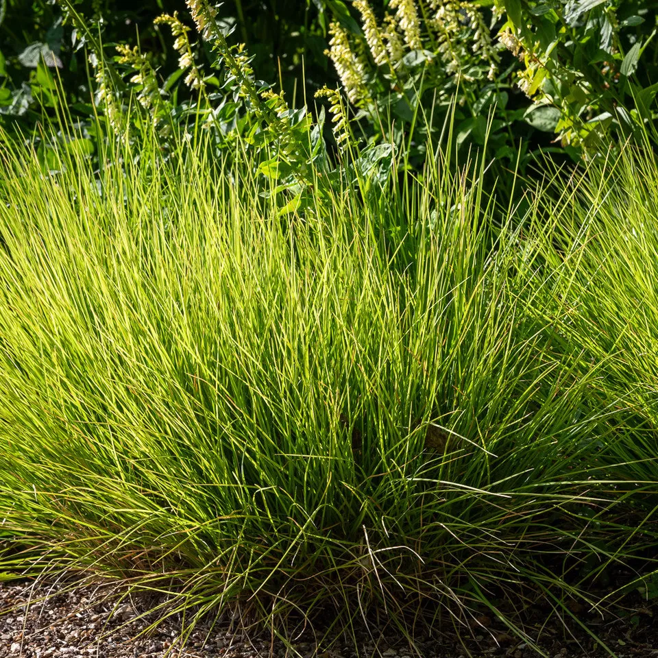 Sarah Raven Plants Sesleria autumnalis Ziergras 3x 9cm Topf
