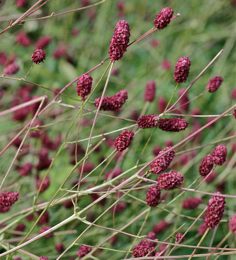 Sarah Raven Plants Sanguisorba Crimson Queen Staude 3x 9cm Topf