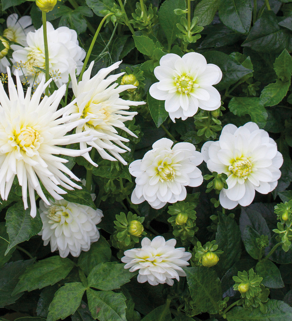 Sarah Raven Dahlia White Onesta Dahlienknolle 1 Knolle weiß