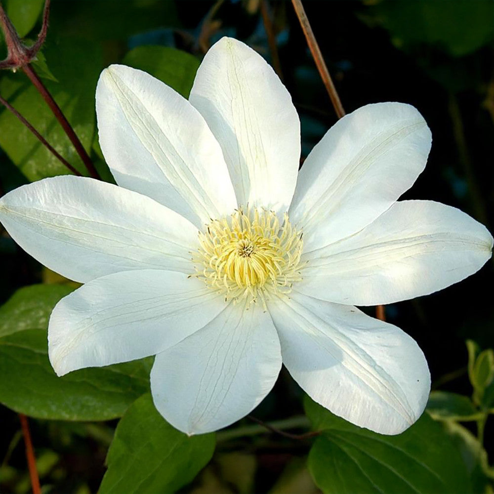 Sarah Raven Plants Clematis Wadas Primrose Pflanze 2-Liter-Topf duftend