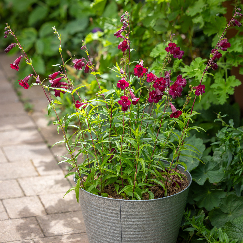 Sarah Raven Plants Penstemon Rich Ruby Gartenpflanze 3x9cm rot