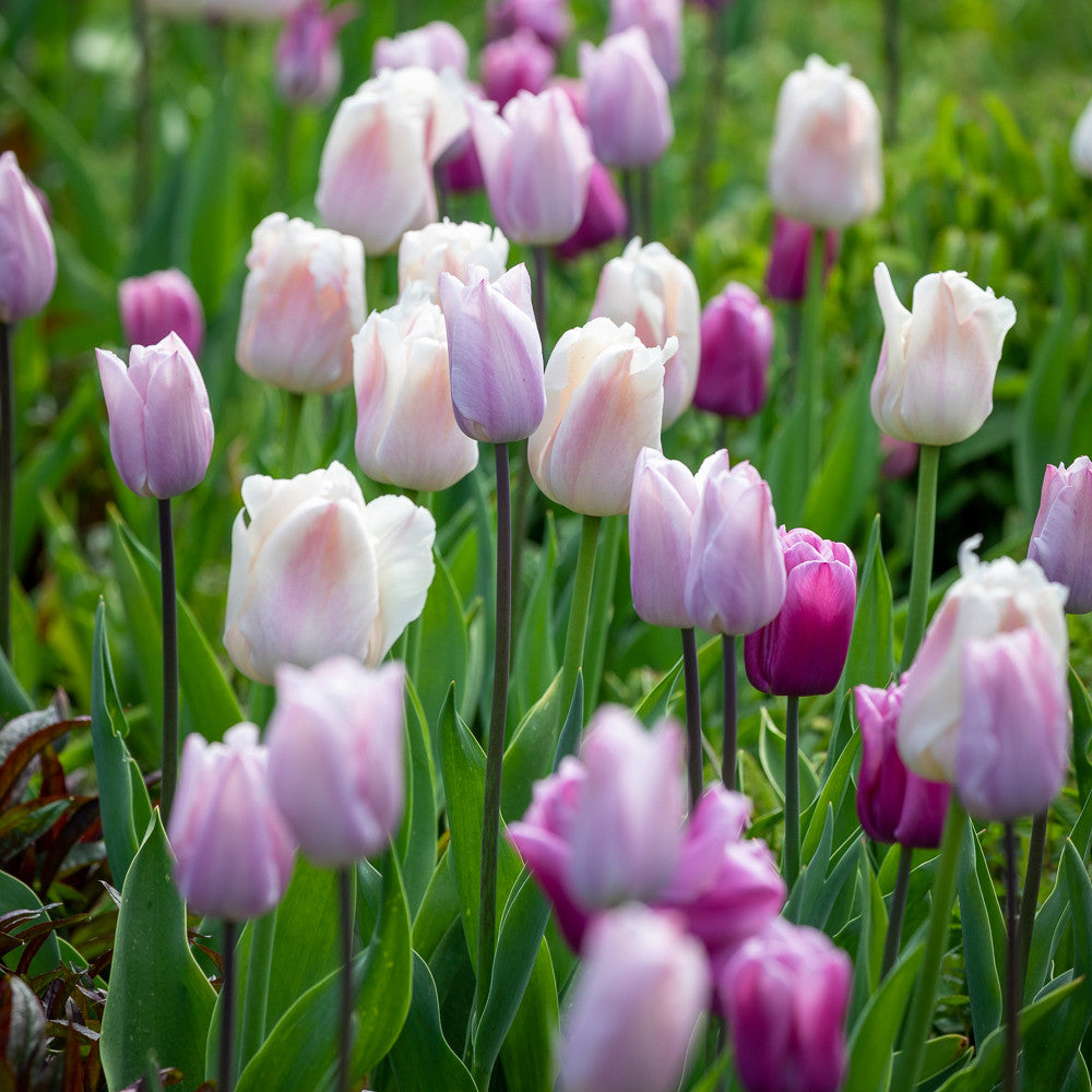Sarah Raven Bulbs Soft Tulip Colour Splash Mix 75 Blumenzwiebeln pastell