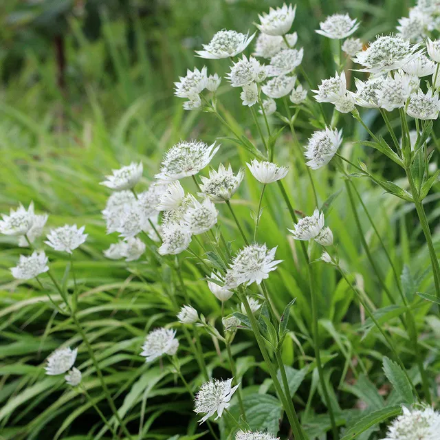 Sarah Raven Astrantia White Giant Sterndolde 3 x 9 cm Topf