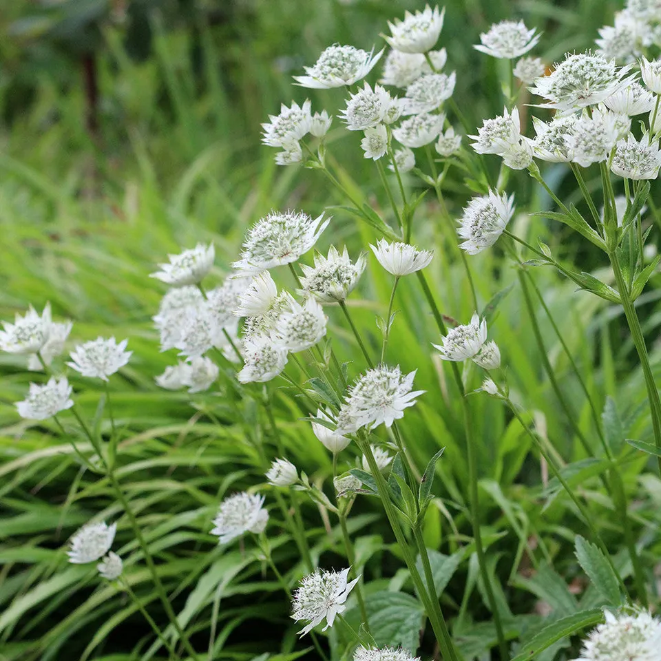 Sarah Raven Astrantia White Giant Sterndolde 3 x 9 cm Topf