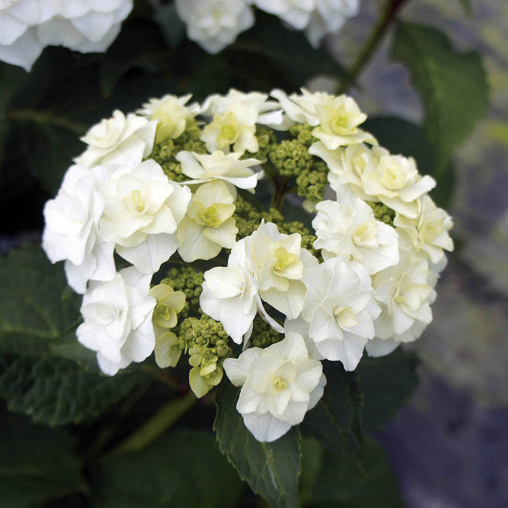 Sarah Raven Plants Hydrangea Wedding Gown Hortensie 2L Topf weiß