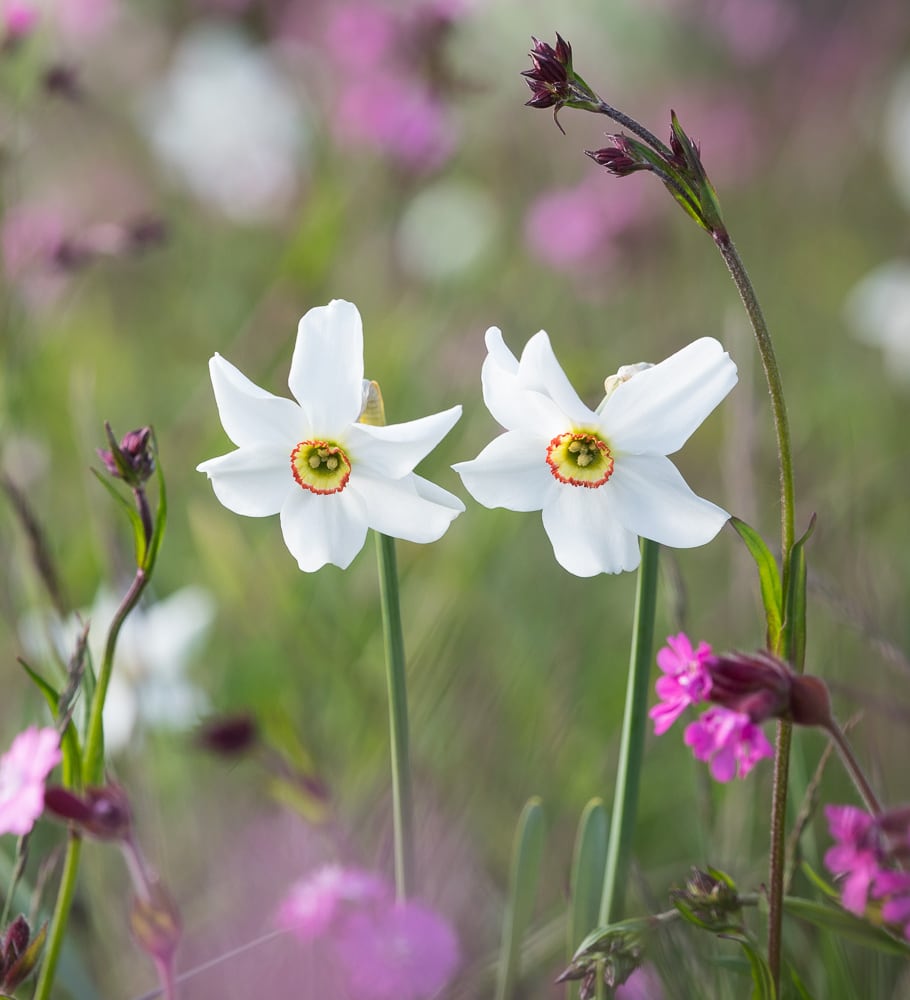 Sarah Raven Narzisse Old Pheasants Eye Zwiebeln 20 Zwiebeln duftend